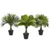 15.5" Areca, Fountain & Banana Palm, 3ct. -Michaels Decor Sale D293825S 1