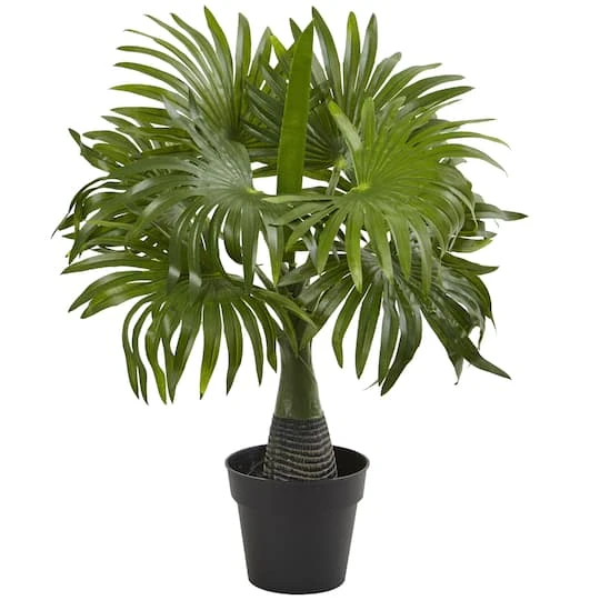 15.5" Areca, Fountain & Banana Palm, 3ct. 7 15.5" Areca, Fountain & Banana Palm, 3ct. - Image 5