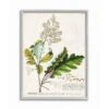 Stupell Industries Vintage Botanical Plant Illustration Gray Framed Wall Art -Michaels Decor Sale M20006129 1