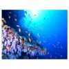 Designart - Coral Reef With Different Fish Swimming - Sea & Shore Nautical Photographic On Wrapped Canvas -Michaels Decor Sale M20023779 1